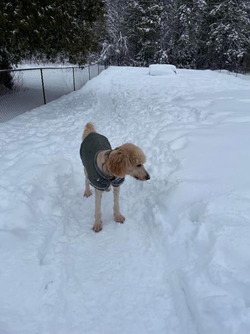 Private Cottage With Huge Private Dog Park! Barrys Bay Экстерьер фото