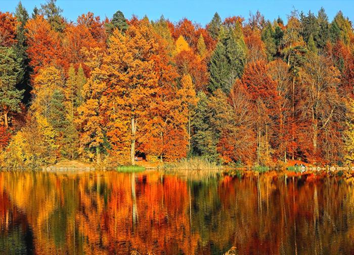 Private Cottage With Huge Private Dog Park! Barrys Bay Экстерьер фото